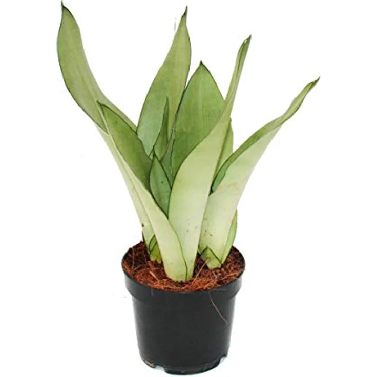 Exotenherz Sansevieria Trifasciata Moonshine, robuste Sukkulente mit silbernen Blättern, 12 cm Topf, ca. 30-35 cm hoch – Bild 2