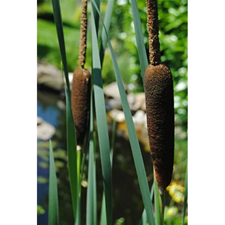 PlantaPro Typha latifolia, 9x9 cm Topf – Winterhart, Mehrjährig, Pflegeleicht – Breitblättriger Rohrkolben für Teichrand & Uferzone – Bild 2