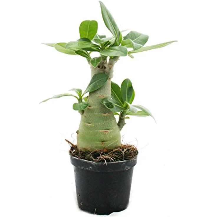 Exotenherz Kleine Wüstenrose Adenium, Überraschungsfarbe, 9cm Topf, dekorative Zimmerpflanze mit Kaudex – Bild 2