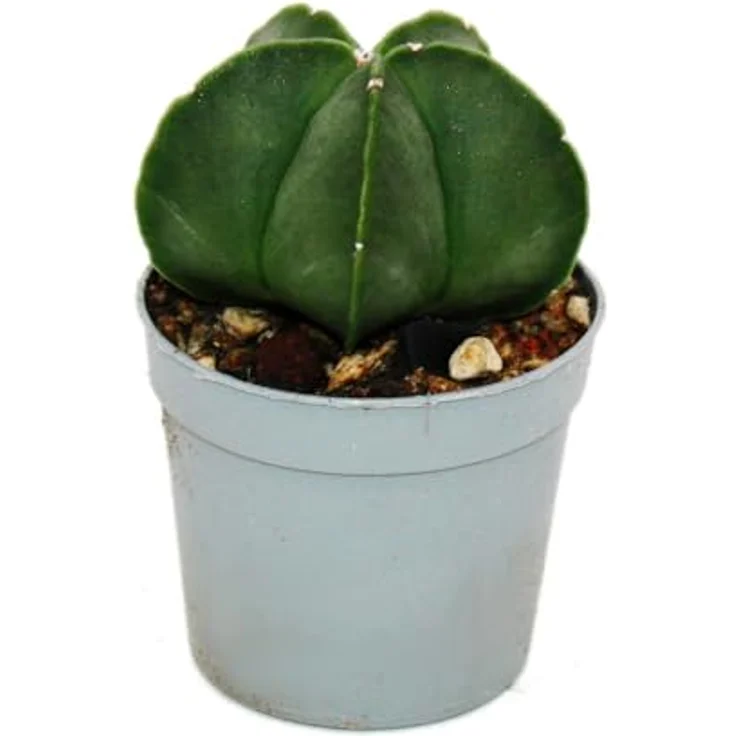Exotenherz Astrophytum Myriostigma Nudum, Nackte Bischofsmütze im 6,5cm Topf, Rarität unter den Kakteen, pflegeleicht und dekorativ – Bild 1