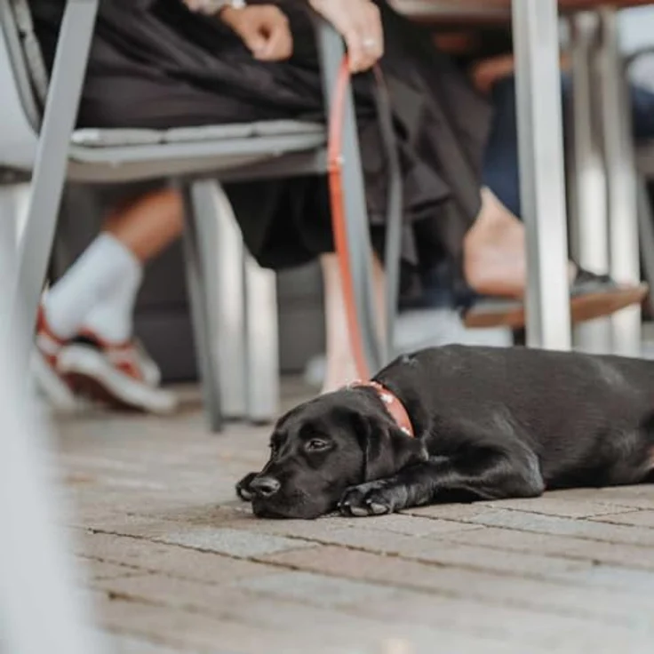 Hunter Hunde-Halsband Swiss rot-schwarz M – Bild 3