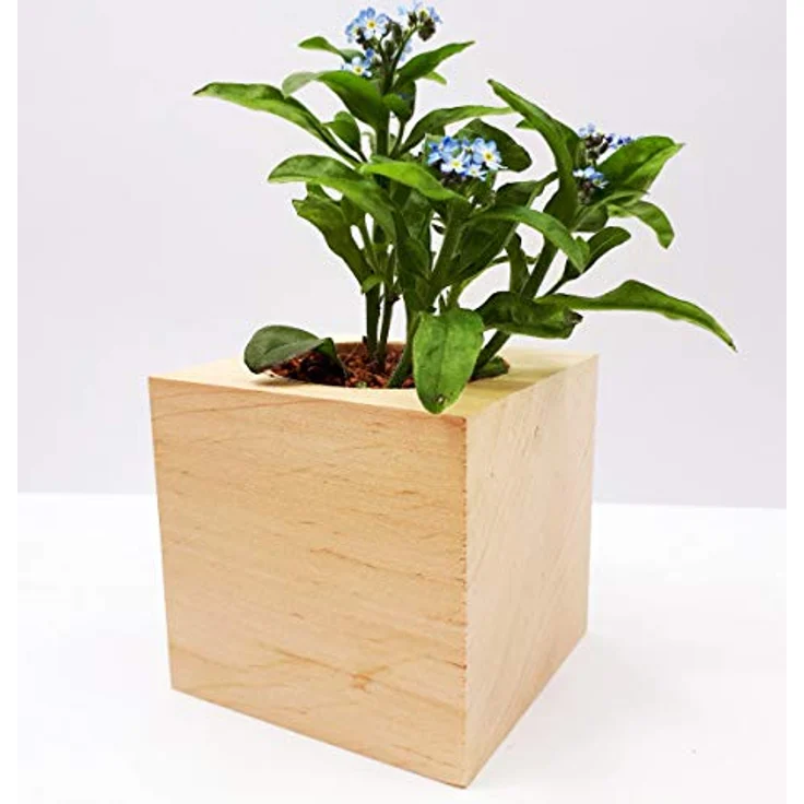 Feel Green Ecocube Vergissmeinnicht, Anzuchtset im Holzwürfel, 100% Eco Friendly, für Indoor- und Outdoor-Gärten, Made in Austria – Bild 4