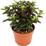 Exotenherz Crassula Portulacea Minor, Pfennigbaum große Zimmerpflanze, kupferrot gefärbte Blätter, 12cm Topfgröße, ca. 18-25cm hoch