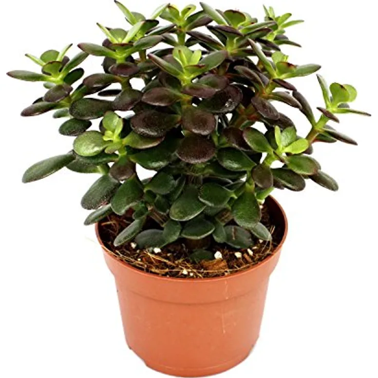 Exotenherz Crassula Portulacea Minor, Pfennigbaum große Zimmerpflanze, kupferrot gefärbte Blätter, 12cm Topfgröße, ca. 18-25cm hoch