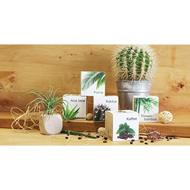 Feel Green Ecocube Riesenbambus, Anzuchtset im Holzwürfel, 100% Eco Friendly, Made in Austria – Bild 3
