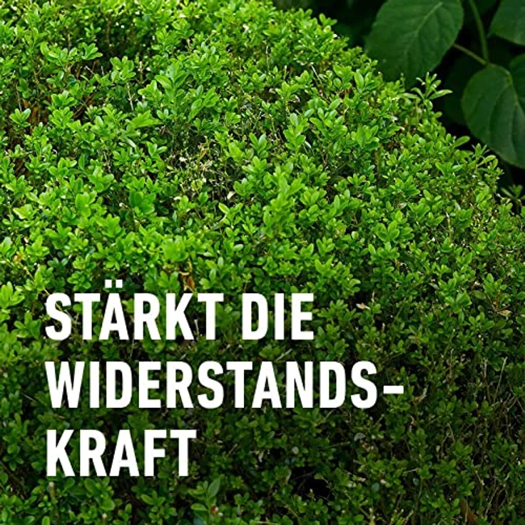 Compo Buchsbaum- und Ilex Langzeit-Dünger neu, 2 kg – Bild 5