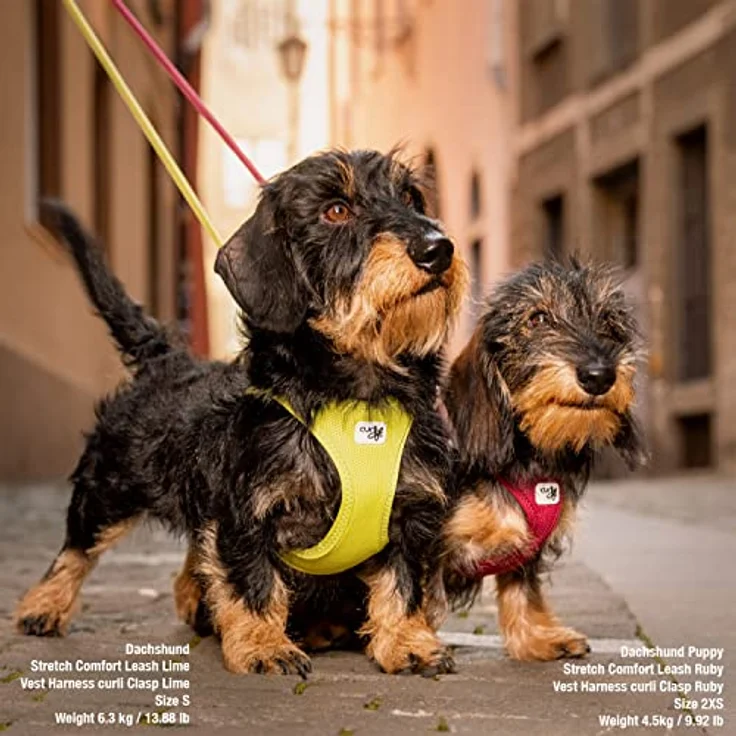 Vest Harness curli Clasp Air-Mesh Lime 3XS – Bild 5