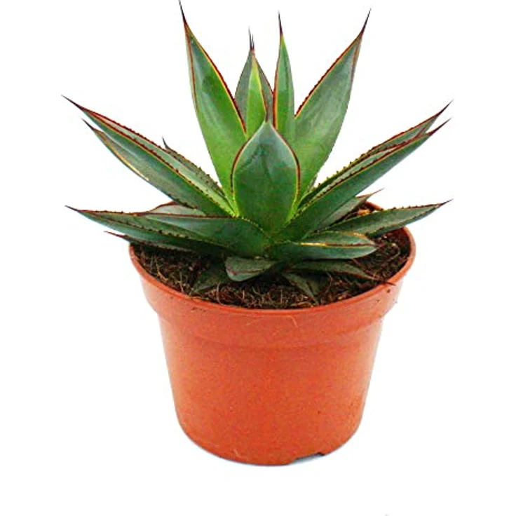 Exotenherz Agave Shaka Zulu, Sukkulente Zimmerpflanze im 15cm Topf, stachelige Optik mit roter Zeichnung, pflegeleicht und frosthart – Bild 2