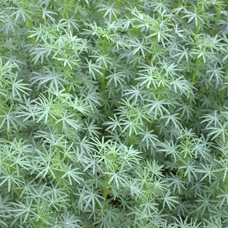 Lupinen (Lupinus), 25 kg Blaue bitterstoffarm
