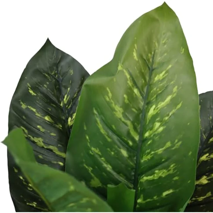 hjh OFFICE Kunstpflanze 80cm DIEFFENBACHIA Tropische Zimmerpflanze künstlich, realistisches Aussehen, geruchsarm, schwarzer Topf – Bild 2