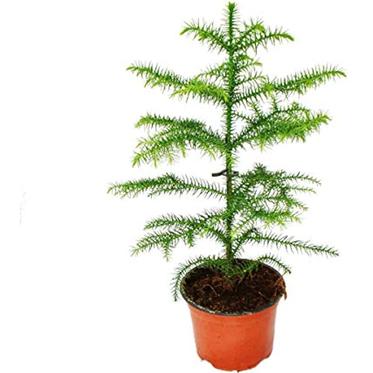 Exotenherz Araucaria Heterophylla, 12 cm Zimmertanne, ca. 25-30 cm hoch, Nadelbaum für Innenraum, kühl und hell, geeignet auch für Sommer im Freien – Bild 2