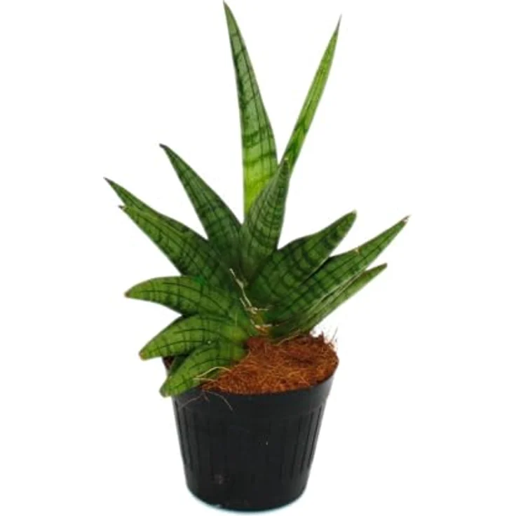 Exotenherz Sansevieria Helios Schraubenbogenhanf, schwarze Zimmerpflanze 11cm Topf, ca. 20cm hoch, pflegeleicht und elegant – Bild 1