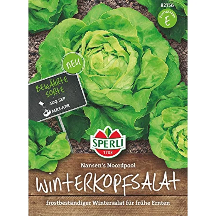 Sperli Winterkopfsalat Nansen's Noordpool, große geschlossene Köpfe mit gelbgrünen glatten und dichten Blättern