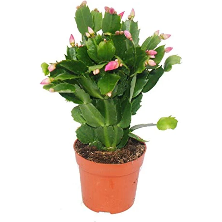 Exotenherz Weihnachtskaktus Schlumbergera Set, 3 Pflanzen in rot, rosa und weiß, 10,5 cm Topfgröße – Bild 4