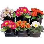 Intergarden Pflanzwand: 6 Pflanztöpfe mit Rahmen zur Begrünung für Balkon/Terrasse/Garten, Kunststoff Blumentöpfe