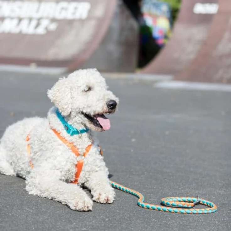 TRIXIE Hundeleine Cavo Leine S–M, 1,00 m ø 12 mm in waldgrün/apfel - kurze Führleine für den Hund mit guter Kontrolle - für kleine bis mittelgroße Hunde - 143419 – Bild 4