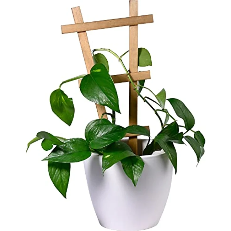 dobar® Green Label 29185FSCe Dekorative Blumentopf-Rankhilfe Sorento| 4er-Set Rankgitter aus Holz | 19 x 1,4 x 39 cm | Pflanzstütze Gr. M | Braun – Bild 1