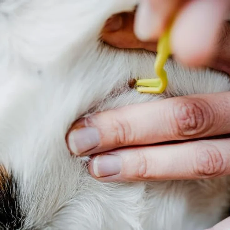 Wolters Diner Stone Futternapf für Katzen, keramisch, grau, hygienisch spülmaschinengeeignet, optimale Futteraufnahme – Bild 2
