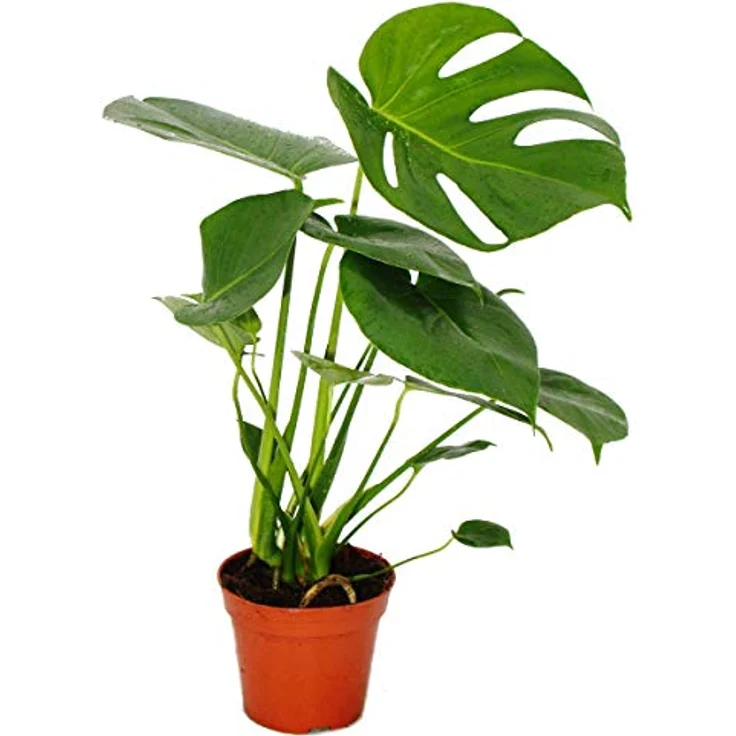 Exotenherz Monstera Deliciosa, Fensterblatt Zimmerpflanze im 12cm Topf, ca. 30-35cm hoch, pflegeleicht und tropisches Flair – Bild 2