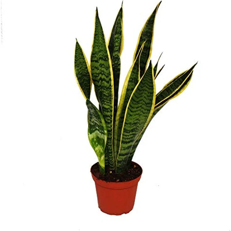 Exotenherz Sansevieria Trifasciata Bogenhanf, pflegeleichte Zimmerpflanze im 12cm Topf, ca. 45-50cm hoch – Bild 2