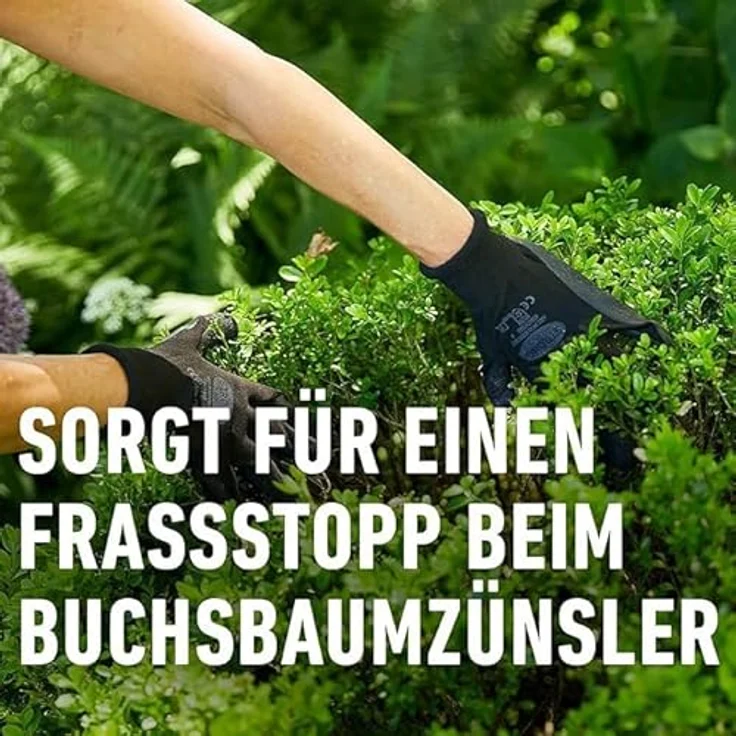 COMPO Buchsbaumzünsler K.O 50 ml – Bild 6