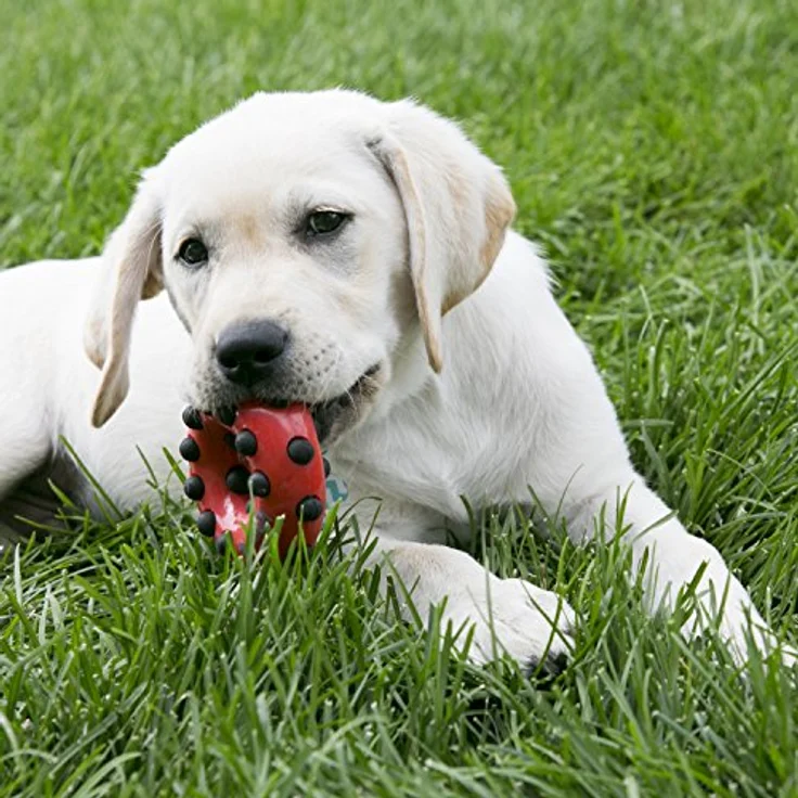 KONG Dotz Hundespielzeug – Bild 2