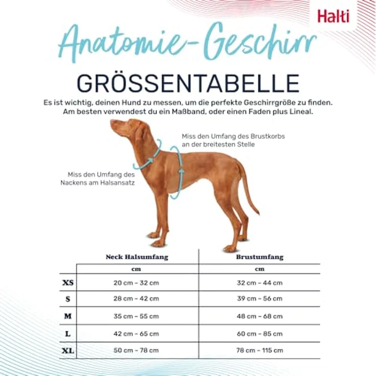 Company of Animals HALTI Anatomy Hundegeschirr mit Griff – 3 Verbindungspunkte, Neoprenpolsterung, verstellbar, reflektierend (Größe XL, Blaugrün) – Bild 4