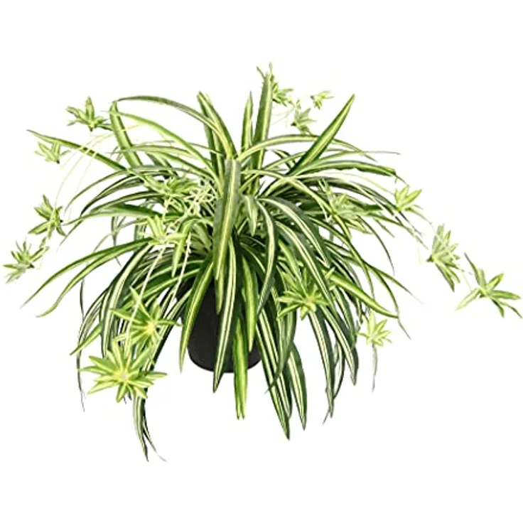 Künstliche Zimmerpflanze Grünlilie im Topf Chlorophytum Comosum Wasserlilie Spinnenpflanze Spinnenlilie Hängepflanze Kunstpflanze Hängend Plastikpflanze Unechte Hochzeit Deko Seidenpflanze Seidenblume