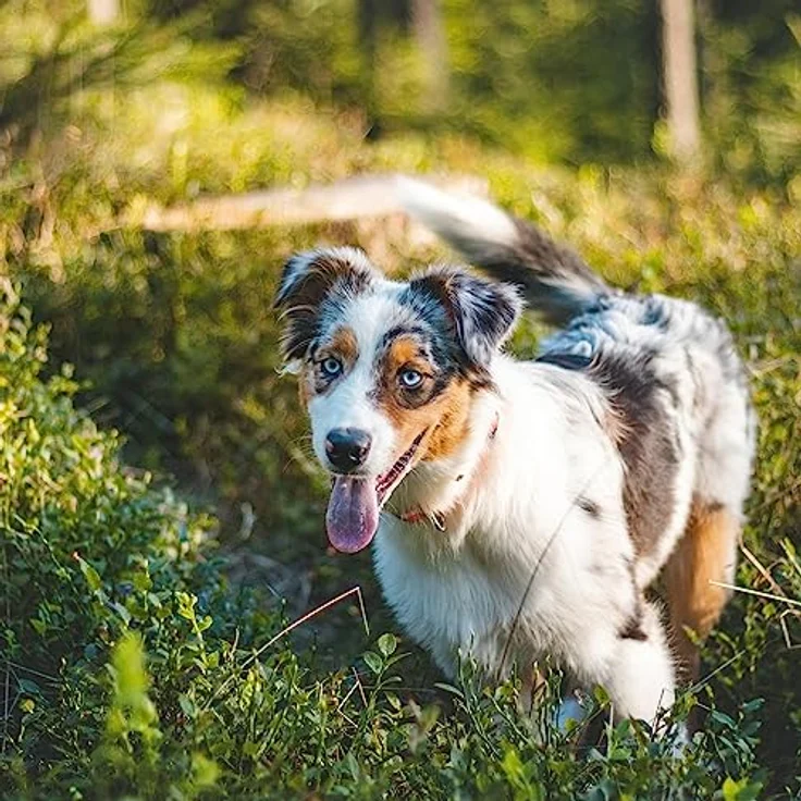 GREENDOOR Fellpflege Anti Zecken, Flöhe und Milbenschutz, natürliche Formulierung mit hoher Verträglichkeit, 100% biologisch abbaubar – Bild 5
