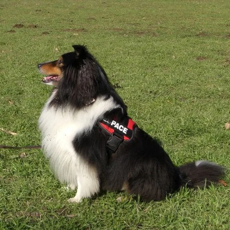 Julius-K9® Powergeschirr Gr. 0 bis XXL schwarz Gr. 2 (L-XL) – Bild 5