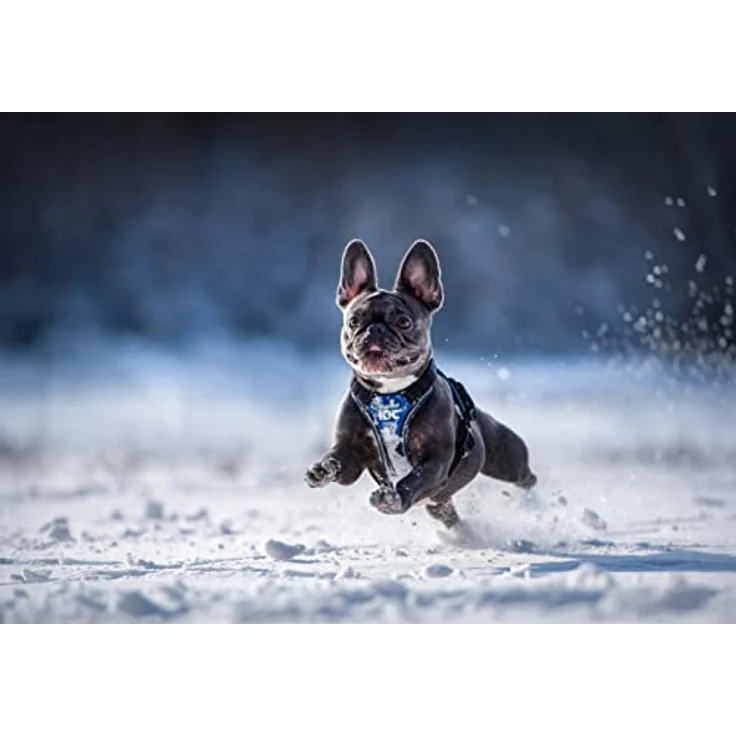 JULIUS K-9 IDC Longwalk Geschirr, Blau-Grau, Größe 2XS, für Hunde 4-8 kg, innovatives DuoFlex-System für optimale Bewegungsfreiheit – Bild 2