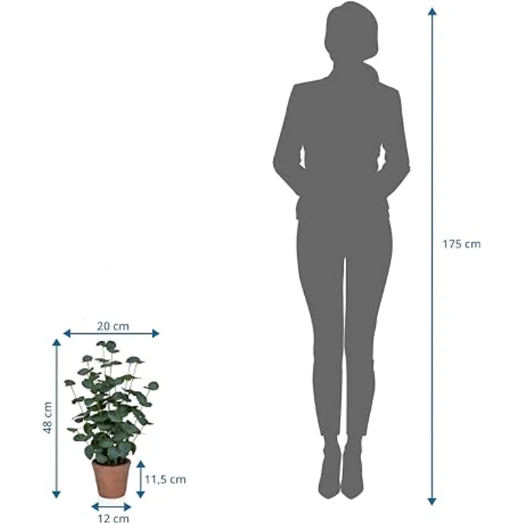 hjh OFFICE Kunstpflanze Eucalyptus, 48 cm – Pflegeleichte, immergrüne Dekopflanze aus hochwertigem Kunststoff für Wohnzimmer, Büro & Hotel, Grün – Bild 4
