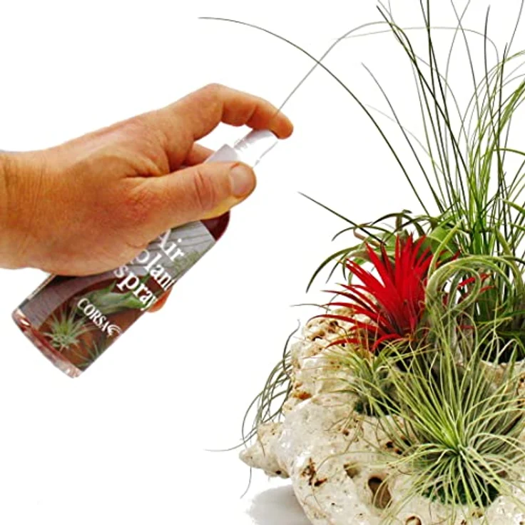 Exotenherz Tillandsien-Dünger, Spezialdünger für Tillandsien und Bromelien, fertig gemischt in Sprayflasche, 80ml – Bild 3