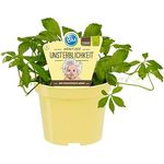 Exotenherz Kraut der Unsterblichkeit, Bio Gynostemma Pentaphyllum Kräuterpflanze, 12cm Topf, winterhart, für Teezubereitung geeignet