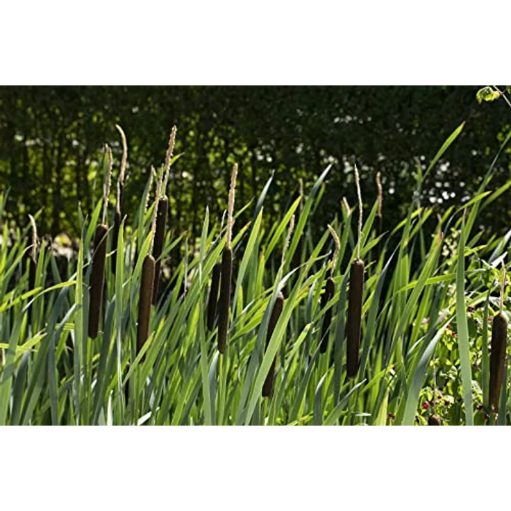PlantaPro Typha latifolia, 9x9 cm Topf – Winterhart, Mehrjährig, Pflegeleicht – Breitblättriger Rohrkolben für Teichrand & Uferzone – Bild 4