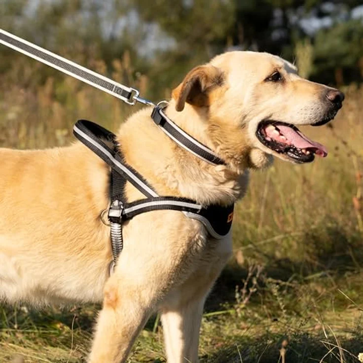 Ferplast Ergocomfort C25/60, Hundehalsband für große Hunde mit Mikroverstellung und weicher Polsterung, Silber – Bild 2