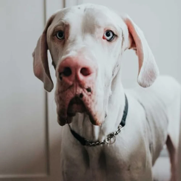 Hunter Hunde-Halsband Aalborg mit Kette L – Bild 5