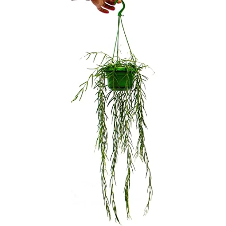 Exotenherz Hoya Linearis, Wachsblume zum Hängen, 12cm Topfgröße, elegante Porzellanblüten, ca. 30-50cm Gesamtlänge – Bild 1
