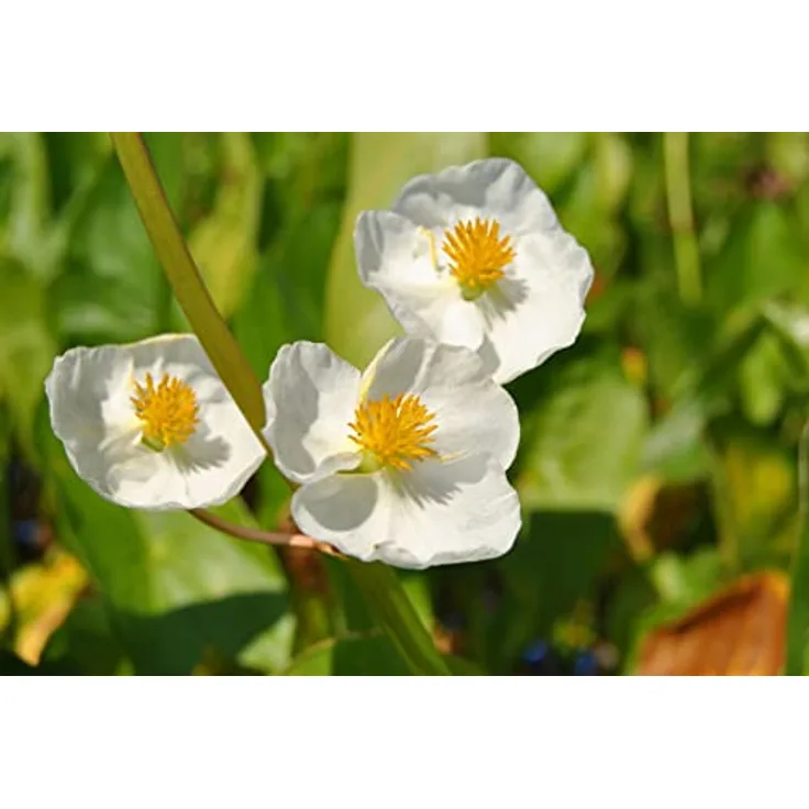 PlantaPro Sagittaria latifolia, Winterharte Teichpflanze im 9x9 cm Topf – Pflegeleicht, Mehrjährig, Breitblättriges Pfeilkraut für Uferzone & Flachwasser – Weiße Blüten, bienenfreundlich