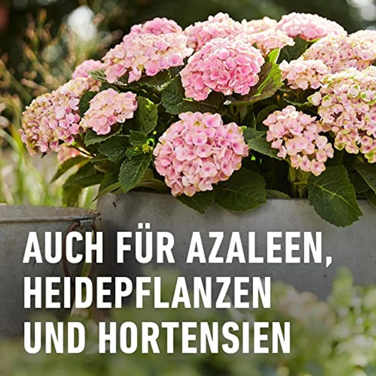 Compo Rhododendron Langzeit-Dünger neu, 850 g – Bild 5