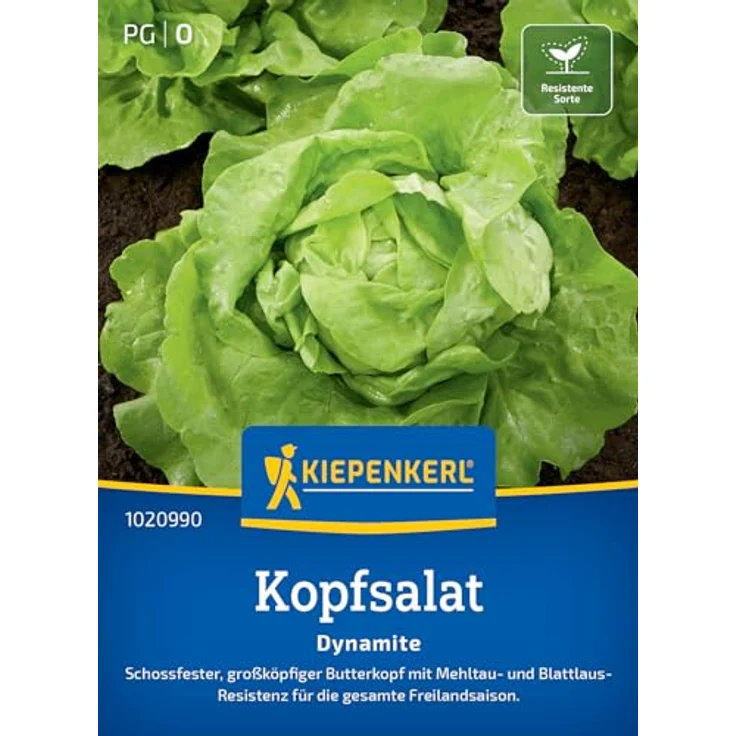Kiepenkerl Profi-Line Kopfsalat Dynamite, robuster dunkelgrüner Gemüsesamen mit Schossfestigkeit und Widerstand gegen Schädlinge – Bild 1