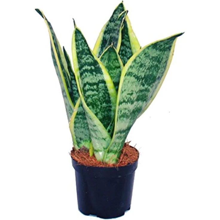 Exotenherz Sansevieria Trifasciata, Gelbgrüner Bogenhanf im 9cm Topf, pflegeleichte Zimmerpflanze für Innenräume – Bild 2