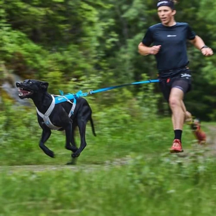 Non-stop dogwear Bungee Leash LTD | Leine für bikejøring, scootering und skijøring | Twistlock-Karabiner für 300 kg | 2,8m | Farbe: blau – Bild 2