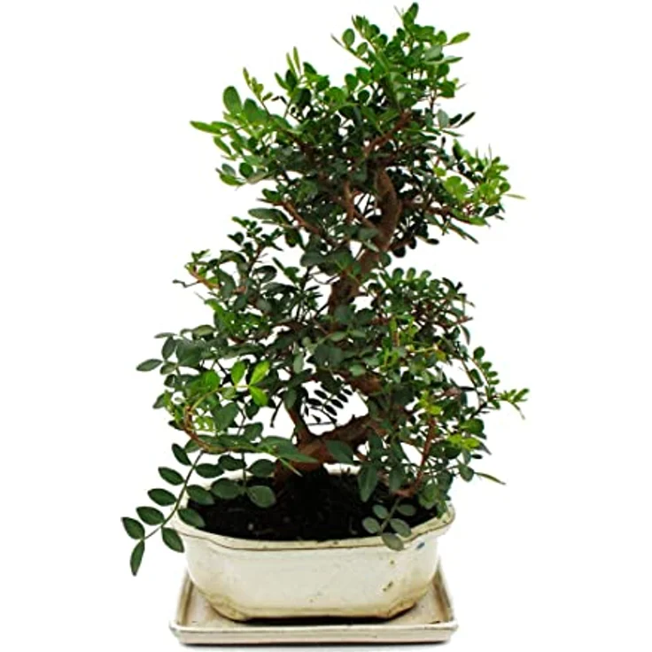 Exotenherz Bonsai Pistacia Lentiscus, 10 Jahre alter Mastixstrauch mit gefiederten Laubblättern, ca. 30-35 cm hoch – Bild 2
