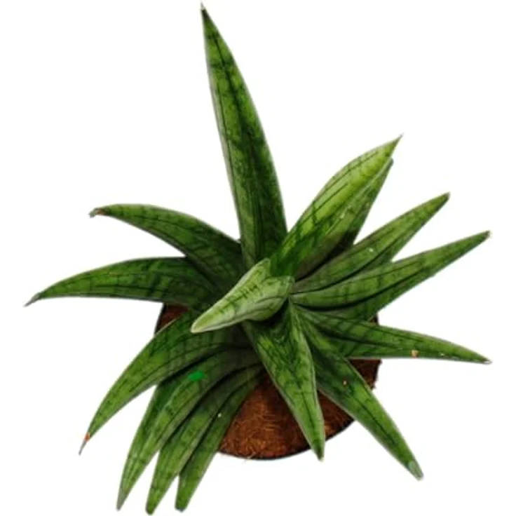 Exotenherz Sansevieria Helios Schraubenbogenhanf, schwarze Zimmerpflanze 11cm Topf, ca. 20cm hoch, pflegeleicht und elegant – Bild 2
