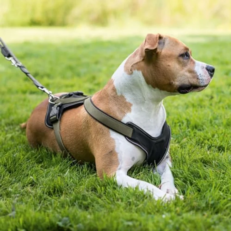 Hunter Hunde-Geschirr Neopren oliv-schwarz S – Bild 2