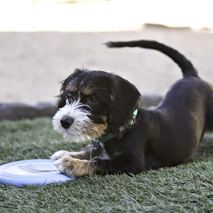 KONG Puppy Flyer Frisbee S – Bild 2