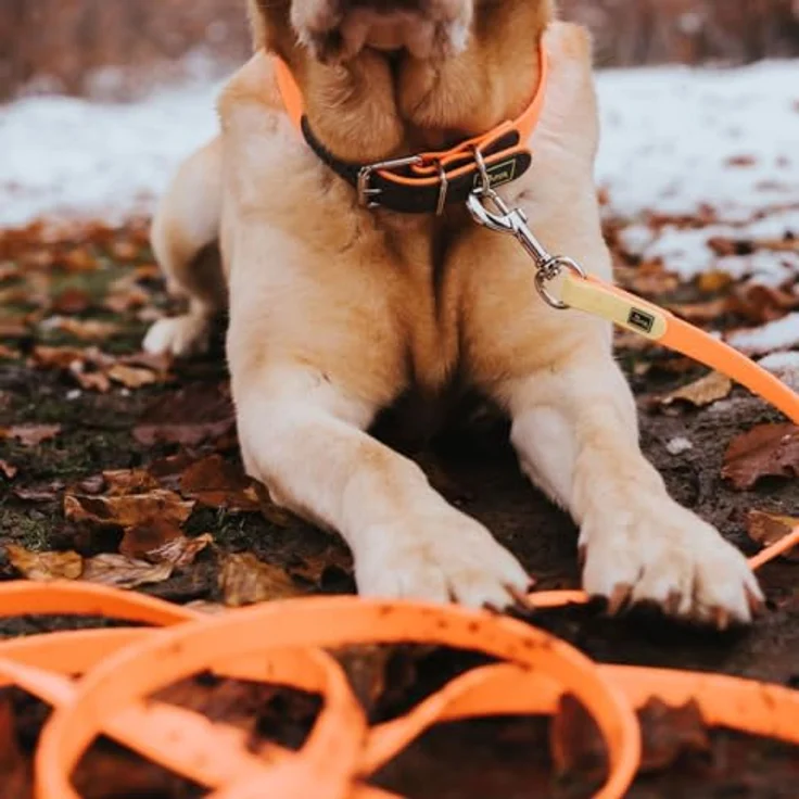 Hunter Hunde-Halsband Convenience neon-orange S-M – Bild 3
