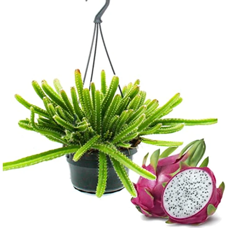 Exotenherz Hylocereus Undatus Drachenfrucht, Zimmerpflanze zum Hängen, 14cm Ampel, hellgrüne Triebe – Bild 2