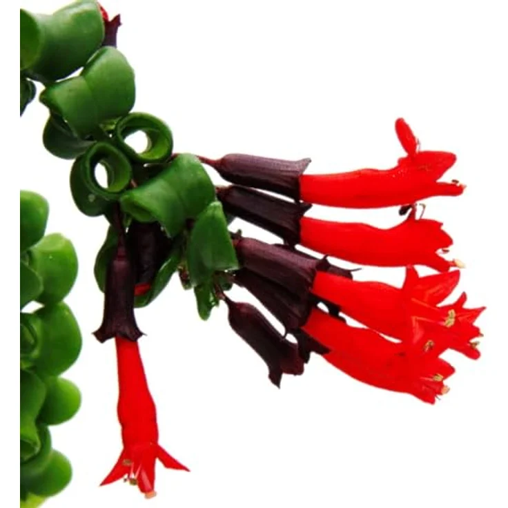 Exotenherz Aeschynanthus 'Rasta', Lippenstiftpflanze mit hängendem Wuchs im 15cm Ampeltopf – Bild 2